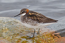 Red-necked phalarope