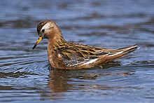 Learn more about Red phalarope