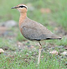 Indian courser