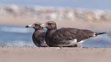 Sooty gull