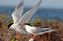 Roseate tern