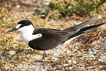 Sooty tern