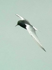 White-winged tern