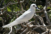 White tern