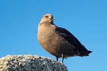 South polar skua