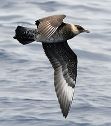 Pomarine jaeger