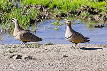 Black-bellied sandgrouse