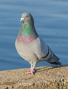 Learn more about Rock dove
