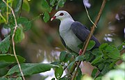 Andaman wood pigeon