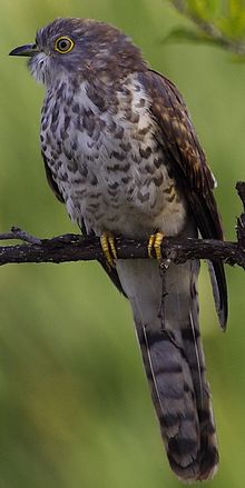 Common hawk-cuckoo