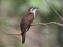 Banded bay cuckoo