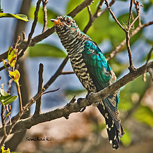 Asian emerald cuckoo
