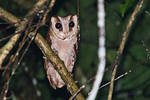 Oriental bay owl