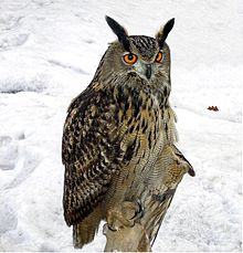 Eurasian eagle-owl