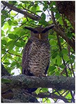 Spot-bellied eagle-owl