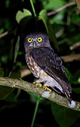 Andaman hawk-owl
