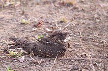 Savanna nightjar