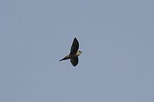 Learn more about Indian swiftlet