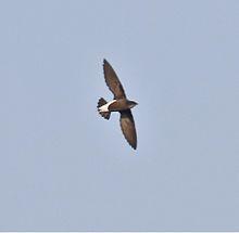 Silver-backed needletail