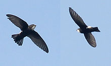 House swift