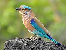 Indian roller