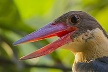 Stork-billed kingfisher