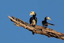 Oriental pied hornbill