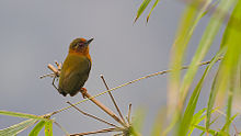 White-browed piculet