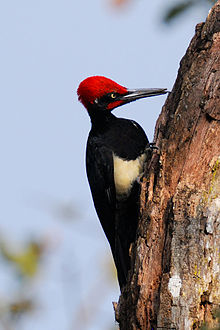 White-bellied woodpecker