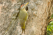 Learn more about Scaly-bellied woodpecker