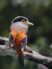 Silver-breasted broadbill