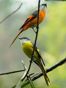 Learn more about Grey-chinned minivet