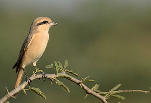 Isabelline shrike