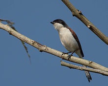 Burmese shrike