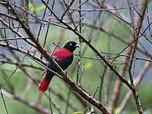 Maroon oriole