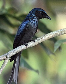 Bronzed drongo