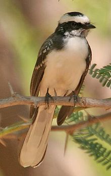 White-browed fantail