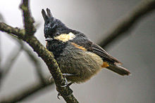 Rufous-vented tit