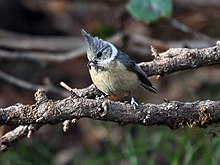 Grey crested tit