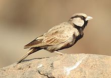 Ashy-crowned sparrow-lark