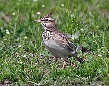 Crested lark