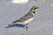 Horned lark