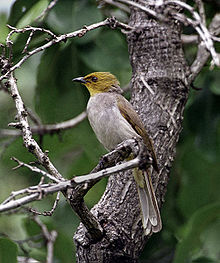 Yellow-throated bulbul