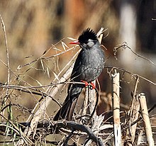 Black bulbul