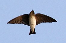 Learn more about Grey-throated martin