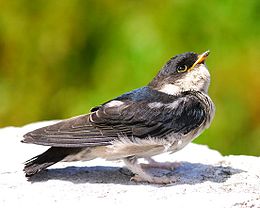 Asian house martin