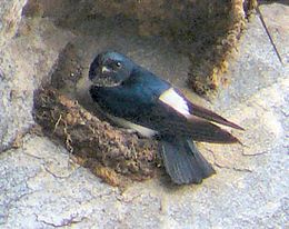 Learn more about Nepal house martin