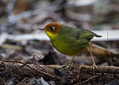 Chestnut-headed tesia