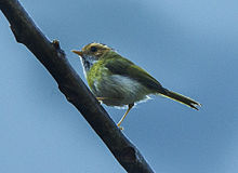 Learn more about Rufous-faced warbler