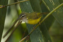 Yellow-bellied warbler